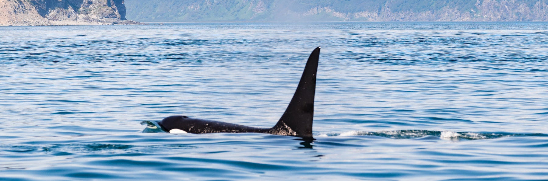 Orca whale surfacing in clear blue water with mountains in the background